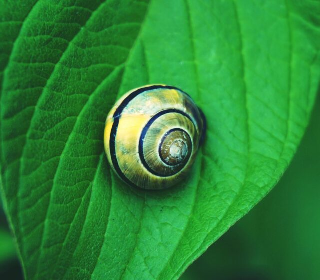 Pexel Cochlea / CI