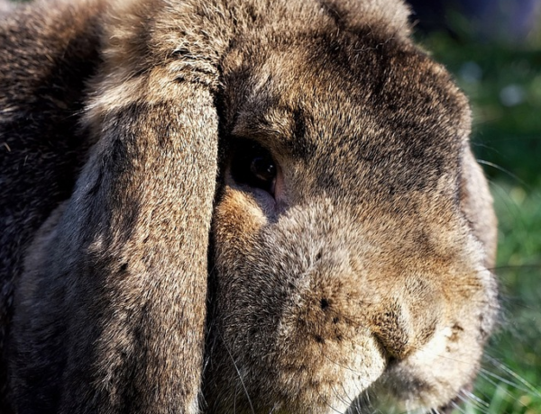 Wenn die Ohren schlapp machen