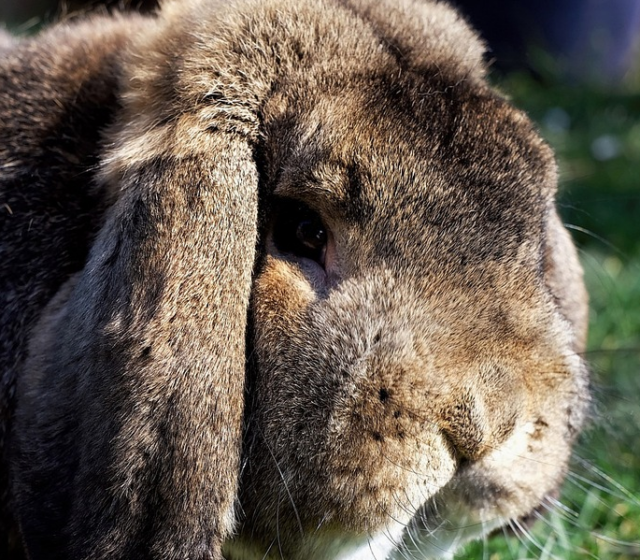 Wenn die Ohren schlapp machen